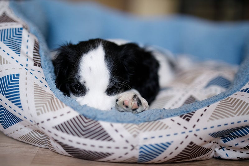 Young black and white puppy sleeping peacefully in dog bed